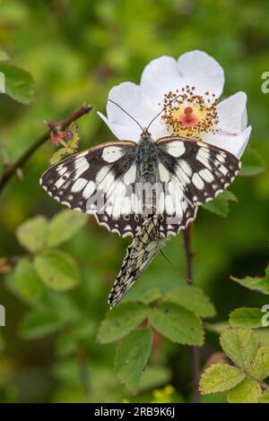 Marbled white butterfly (Melanargia galathea) mating pair during June or summer, Hampshire, England, UK Stock Photo