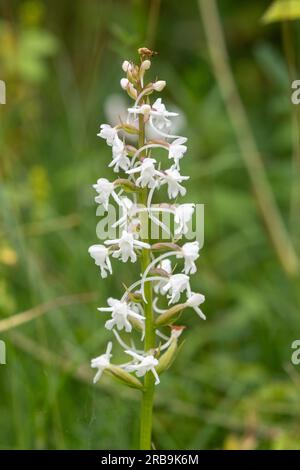 A white coloured chalk fragrant orchid (Gymnadenia conopsea) wildflower during June, Hampshire, England, UK Stock Photo