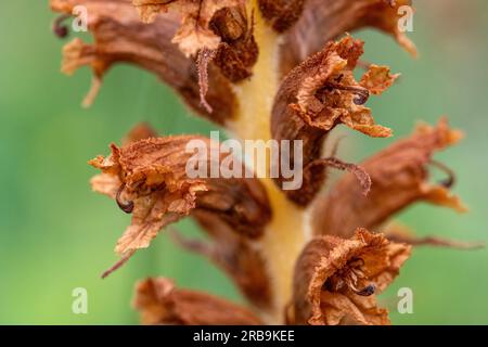 Close-up of knapweed broomrape (Orobanche elatior), a rare parasitic plant lacking chlorophyll flowering in summer, Hampshire, England, UK Stock Photo