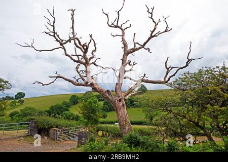 Oak tree Carmarthenshire Wales UK Great Britain 2023 KATHY DEWITT Stock Photo