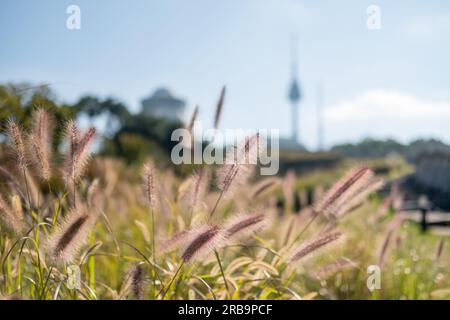 Silver grass along Hanyangdoseong Wall or Seoul City Wall in Namsan park, with the view of N Seoul Tower. South Korea Stock Photo