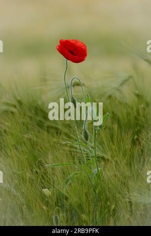Poppy flower on the edge of a field Stock Photo
