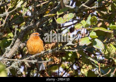 Rufous-browed Conebill (Conirostrum rufum), perched on a twig, near Bogota, Colombia. Stock Photo