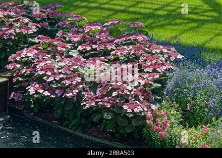 lacecap hydrangeas, bed, pink, rose, hydrangea macro phylla, deciduous shrub, beside contrasting purple flowers, green grass, nature, culltivated, spr Stock Photo