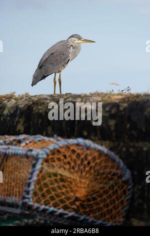 Grey Heron Ardea cinerea, standing on harbour wall, Pittenweem, East Neuk of Fife, Fife, Scotland, UK Stock Photo