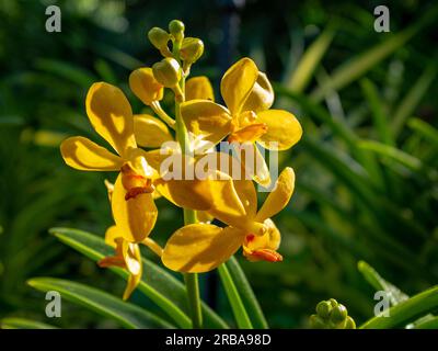 Close-up on a Renanopsis yellow orchid under natural light. Taken at the Singapore botanical garden Stock Photo