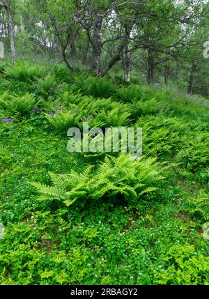 Fern and tree Stock Photo