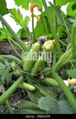 Courgette with fruits, flowers and leaves growing on the land Stock Photo