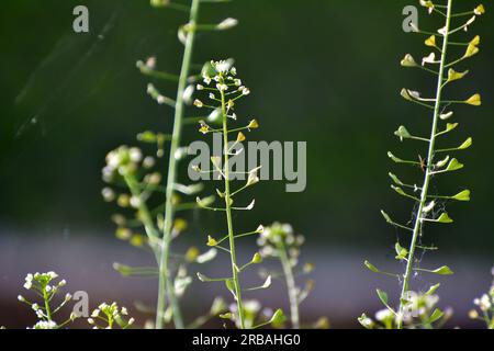 In nature, the field grow Capsella bursa-pastoris Stock Photo