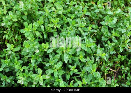 Polygonum aviculare grass grows in the wild Stock Photo