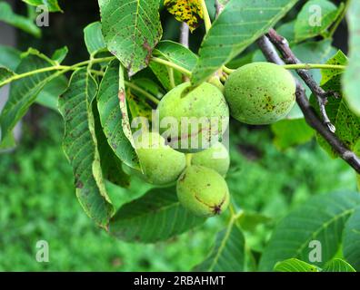 On a tree branch with a green shell, a ripening walnut Stock Photo