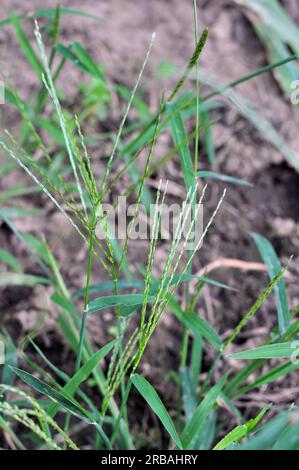In the wild, Digitaria sanguinalis grows in the field like a weed Stock Photo