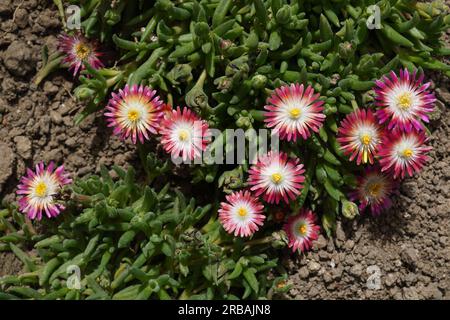 Closeup top view of carpobrotus succulent plant flowers on ground in the garden in the sunlight in spring Stock Photo