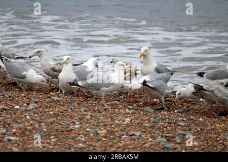 Shoreham, West Sussex, England, UK. 8th July, 2023. Seagulls at Shoreham-by-Sea in West Sussex on a very warm and humid July day. Credit: Julia Gavin/Alamy Live News Stock Photo