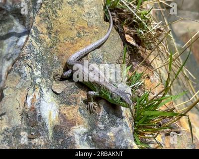 Close-up view of lizard rest on stone near lake. Lizard taking a sun bath on a stone Stock Photo
