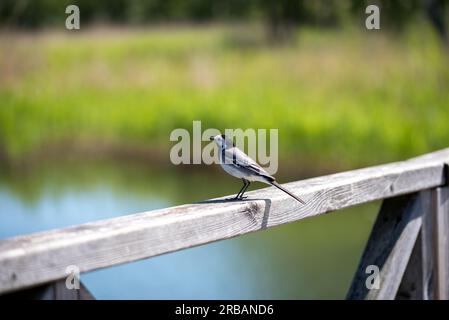 The white wagtail sits on the bridge railing. The white wagtail (Motacilla alba) is a small passerine bird in the family Motacillidae, which also incl Stock Photo