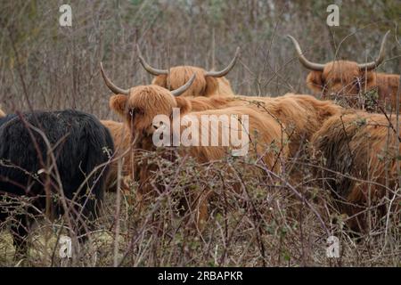 Scottish Highland Cattle (High Cattle), Highland cattle in the countryside, Schwaebisch Hall, Schwaebisch Hall district, Heilbronn-Franken Stock Photo