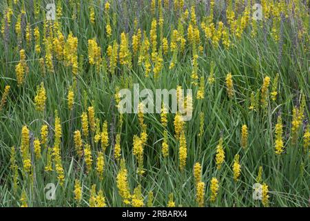 Bog asphodel (Narthecium ossifragum), bog lily, Emsland, Lower Saxony, Germany Stock Photo