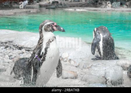 Close up of penguin in the zoo  Stock Photo