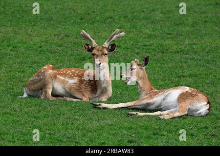 Mesopotamian fallow deer (Dama mesopotamica), pair, male, female, resting, captive Stock Photo