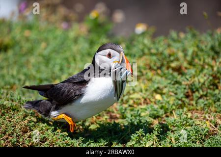 Atlantic puffin with sand eels in beak, returning to burrow Stock Photo