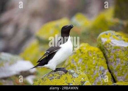 Razorbill on rocks covered in green lichen Stock Photo