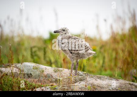 Baby gull chick on rock with grass background Stock Photo