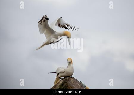 Gannet colony on Great Saltee Island Stock Photo