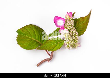 Mountain hydrangea (Hydrangea serrata), white background Stock Photo