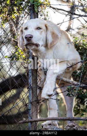 Mixed breed dog behind bars, Llubi, Majorca, Spain, trapped, fence Stock Photo