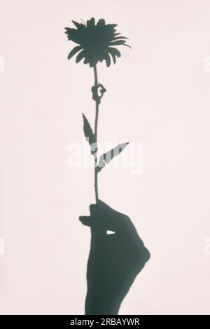 Daisy in hand shadow background on white wall texture. Minimal summer concept Stock Photo
