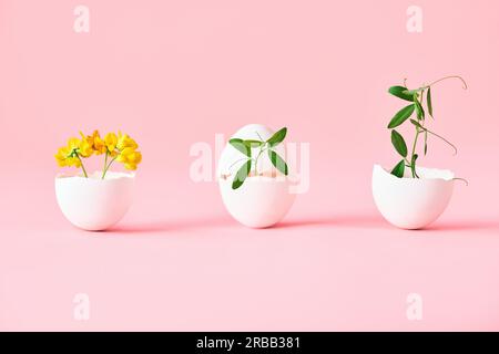 Flowers in eggshell on pink background. symbolism concept, creative art. Eggshell vase Stock Photo