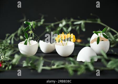 Flowers in eggshell on black background. creative art, symbolism concept. Eggshell vase Stock Photo