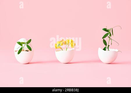 Flowers in eggshell on pink background. symbolism concept, creative art. Eggshell vase Stock Photo