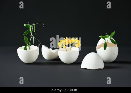 Flowers in eggshell on black background. creative art, symbolism concept. Eggshell vase Stock Photo