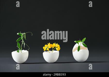 Flowers in eggshell on black background. creative art, symbolism concept. Eggshell vase Stock Photo