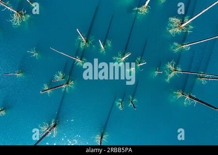 Aerial of the Kaindy lake with its dead trees, Kolsay Lakes National Park, Tian Shan mountains, Kazakhstan Stock Photo