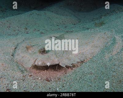 Portrait of peacock flounder (Bothus mancus), Sodwana Bay National Park Dive Site, Maputaland Marine Reserve, KwaZulu Natal, South Africa Stock Photo