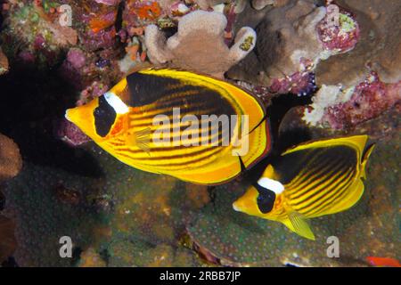 Pair of diagonal butterflyfish (Chaetodon fasciatus), St Johns reef dive site, Saint Johns, Red Sea, Egypt Stock Photo