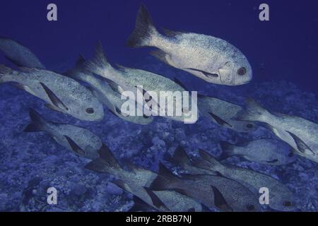Shoal, group of black and white snapper (Macolor niger), St Johns Reef dive site, Saint Johns, Red Sea, Egypt Stock Photo