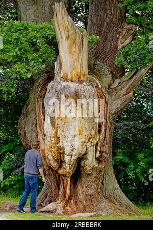 Very old and large oak with dead trunk due to lightning and tree canker, Sababurg Zoo, Hofgeismar, Hesse, Germany Stock Photo