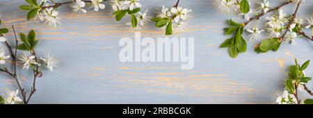 Fresh branch of white cherry blossoms on a blue wooden table with space for text. Top view, flat lay, copy space. Banner Stock Photo