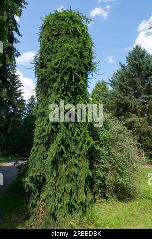 Pendulous, Spruce, Picea 'Inversa' Picea abies Tree, Columnar, Compact branches Tree in the Garden Stock Photo