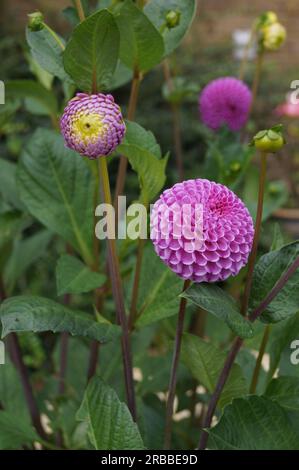 Close up of the purple flowers of Pompon Dahlia, or 'Barbarry Ball', in a garden Stock Photo