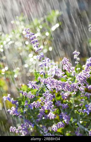 watering flower/ sun shower Stock Photo