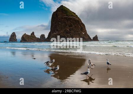 Seagulls at Cannon Beach and Haystack Rock at the background Stock Photo