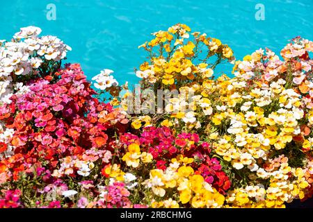 Colorful white, red, pink, yellow, orange flowers in front of blue water. Stock Photo