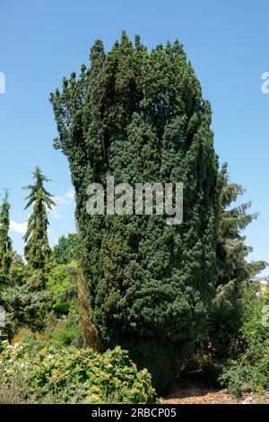 Old Tree Taxus baccata 'Fastigiata Robusta', English Yew tree Stock Photo