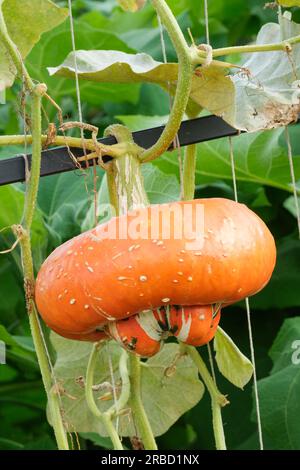 Turban squash, Turk's turban, French turban, Cucurbita maxima Turk's Turban, winter squash, single fruit growing on the vine Stock Photo