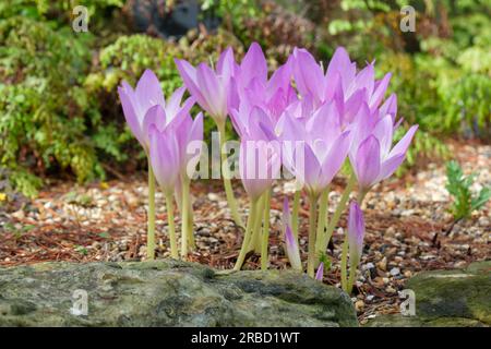 Colchicum speciosum, giant meadow saffron, perennial, pale mauve/pink flowers in late summer Stock Photo